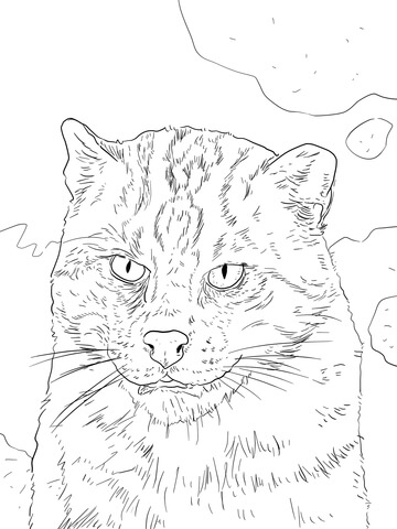 Fishing Cat Portrait Coloring Page